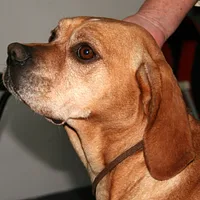 Portuguese Pointer, picture 4 of 6