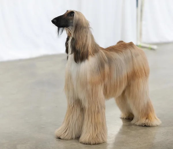 A Afghan Hound