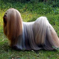 A Lhasa Apso dog