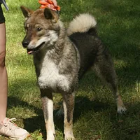 Shikoku