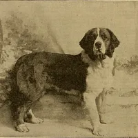 Saint Bernard, picture 5 of 9