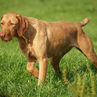 A Vizsla dog