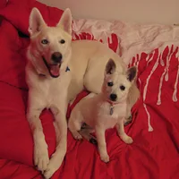 Alaskan Klee Kai