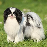 A Japanese Chin dog