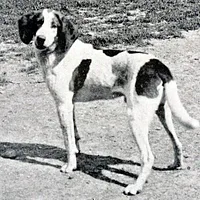 American Foxhound, picture 4 of 9