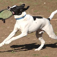 Pointer, picture 3 of 8