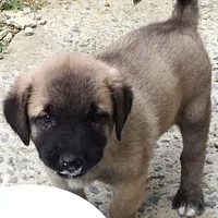 Anatolian Shepherd Dog, picture 8 of 9