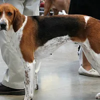 American Foxhound
