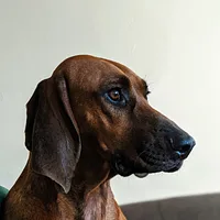 Redbone Coonhound, picture 4 of 10