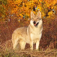Czechoslovakian Vlcak