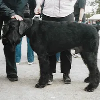 Giant Schnauzer
