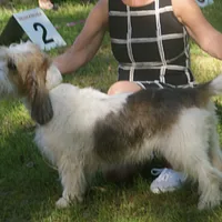 Grand Basset Griffon Vendéen, picture 8 of 8