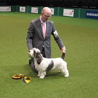 Petit Basset Griffon Vendéen, picture 3 of 9
