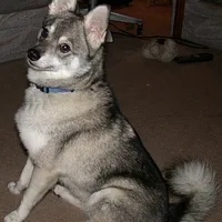 Alaskan Klee Kai, picture 7 of 10