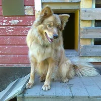 Finnish Lapphund, picture 7 of 10