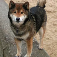 Shiba Inu, picture 7 of 9