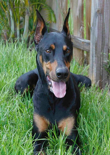 A Doberman Pinscher