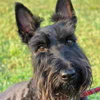 A Cesky Terrier dog
