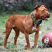 Cesky Terrier, picture 8 of 9