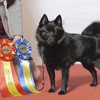 Schipperke, picture 4 of 8