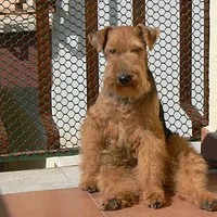 Welsh Terrier, picture 5 of 10