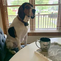 Treeing Walker Coonhound, picture 8 of 10