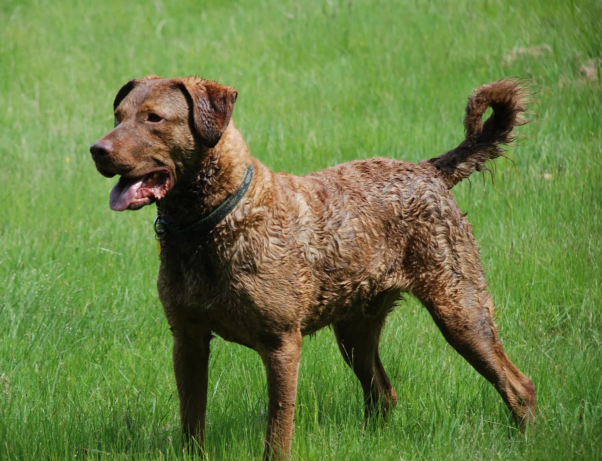 Chesapeake Bay Retriever dog, photographed by Original uploader was Keith Rousseau at en.wikipedia