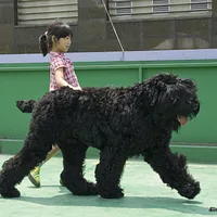 Black Russian Terrier, picture 9 of 9