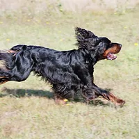 Gordon Setter