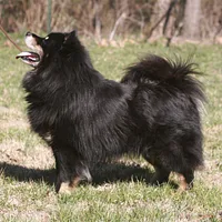 Finnish Lapphund, picture 3 of 10