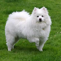 A American Eskimo Dog dog