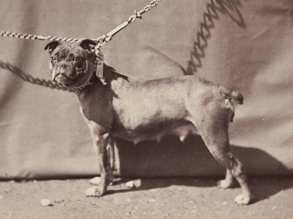 Bulldog
