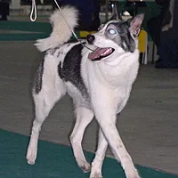 Yakutian Laika, picture 4 of 8