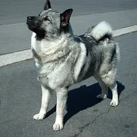 Norwegian Elkhound, picture 2 of 10