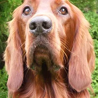 Irish Setter, picture 7 of 7