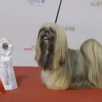 Lhasa Apso, picture 6 of 9