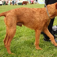 Irish Terrier, picture 5 of 8