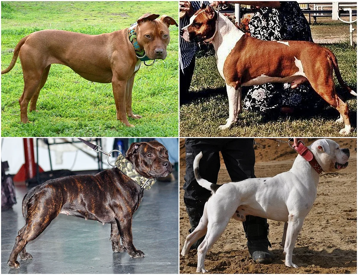 American Bulldog