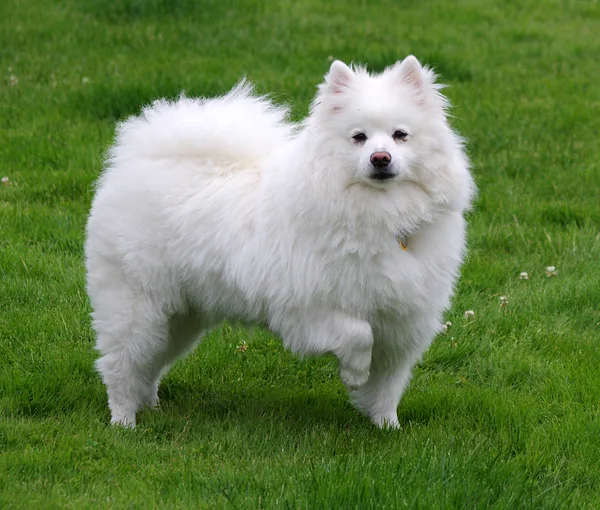 A American Eskimo Dog
