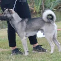 Kishu Ken, picture 7 of 10