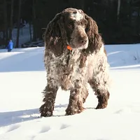 English Cocker Spaniel, picture 3 of 10