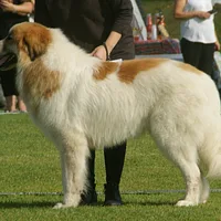 Great Pyrenees, picture 8 of 10