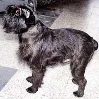 Brussels Griffon, picture 7 of 8