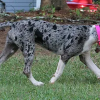 Catahoula Leopard Dog