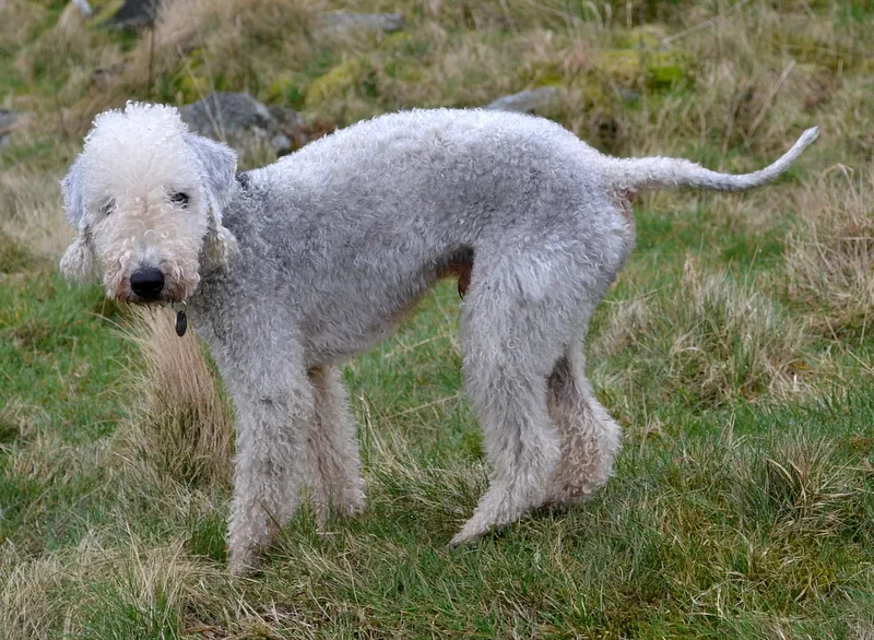 Bedlington Terrier