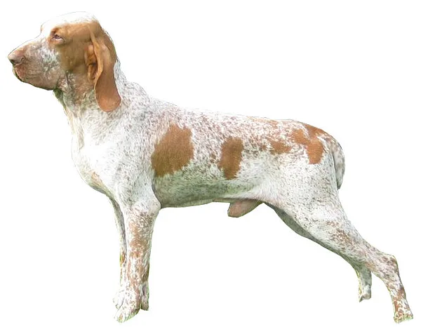 A Bracco Italiano