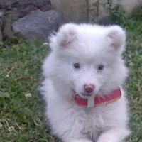 Pomeranian, picture 8 of 8