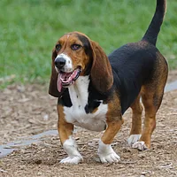 Basset Hound