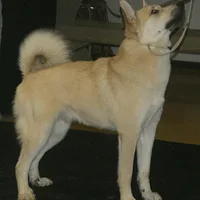 Norwegian Buhund, picture 9 of 10