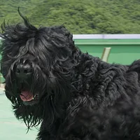 Black Russian Terrier, picture 4 of 9